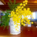 Palazzo Manfredi Vieste, Fronte Mare Con Parcheggio לינה וארוחת בוקר 4*